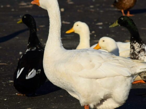 a group of ducks and ducks walking on a road